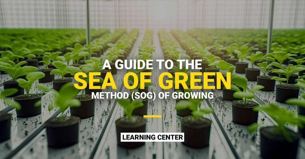 A Guide to the Sea of Green Method (SOG)