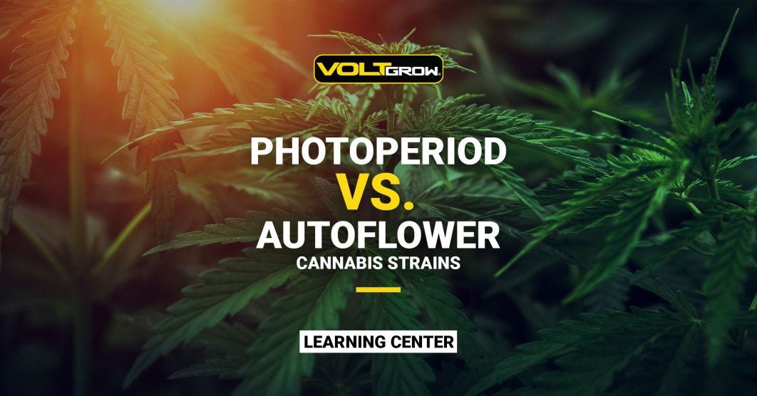 Autoflower Vs. Photoperiod Strains