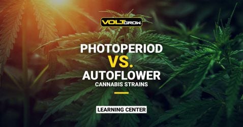 Autoflower Vs. Photoperiod Strains