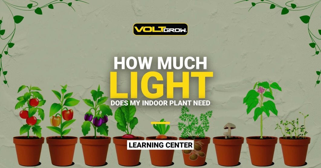 How Much Light Does My Indoor Plant Need?